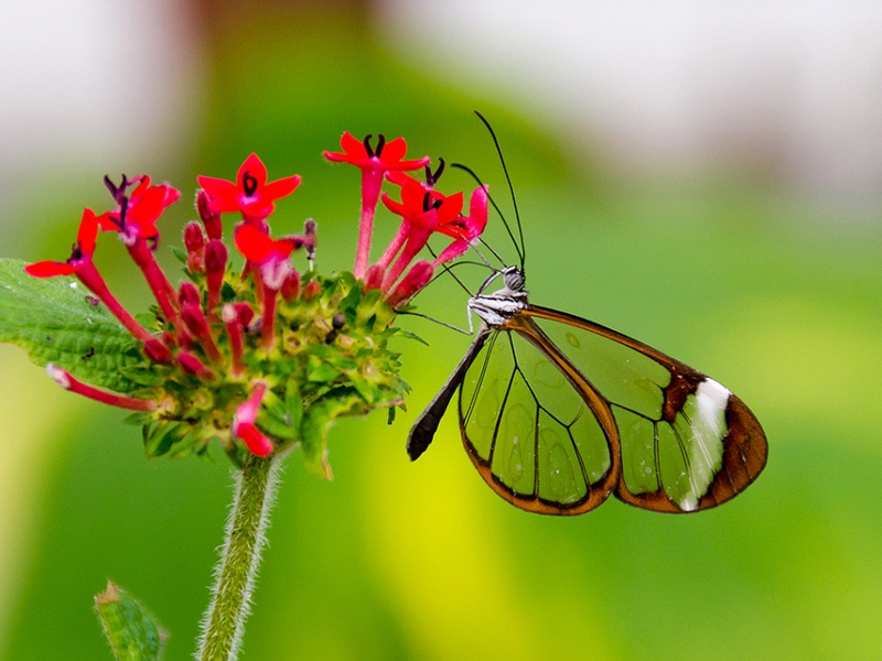 Papillon_Greta_Oto_Verres_Ophtalmiques_Transparence